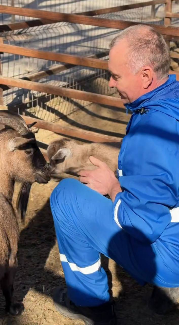 В парке “Лога” очередное пополнение! На свет появились камерунские козлята - мальчик и девочка В парке “Лога” очередное пополнение! На свет появились камерунские козлята - мальчик и девочка