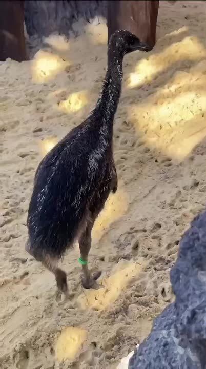 В Ростовском зоопарке подросли птенцы страуса эму