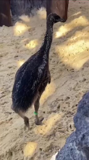 В Ростовском зоопарке подросли птенцы страуса эму