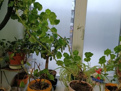 ��� ������� ������ ������� � �������: ������ �� ����� ������