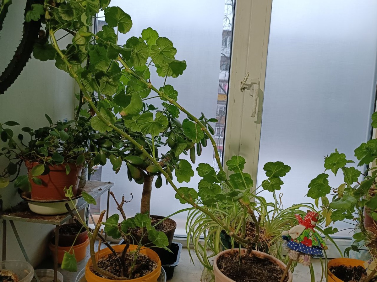 Как вернуть герани красоту и яркость: советы по уходу весной