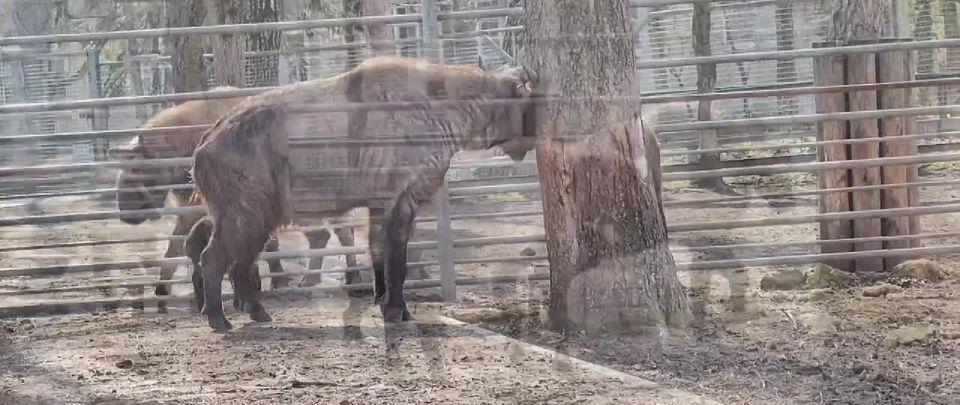 Детеныша такина мишми Изюма выпустили в уличный вольер