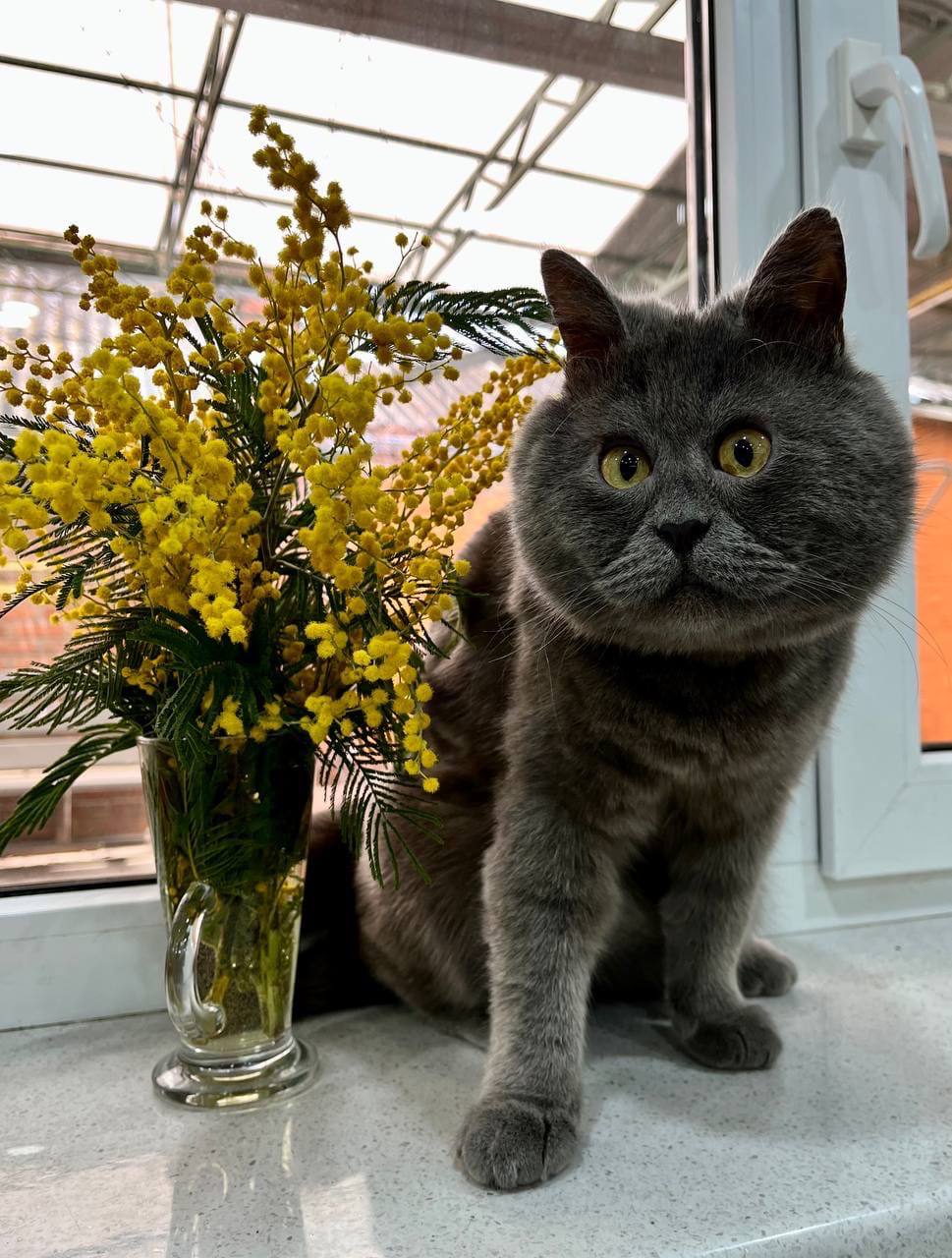 Кот Федя — настоящая мировая звезда! У него миллион подписчиков и вечно удивленный взгляд