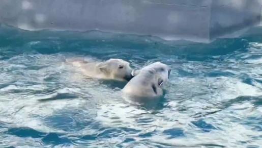 Доброе утро, друзья! Посмотрите, как бодро сегодня проснулись белые медведи в ростовском зоопарке