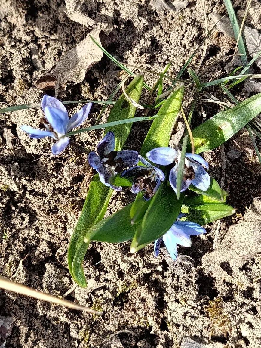Утренние цветы прямиком из Сальска от наших подписчиков, да сразу вам в ленту! Утренние цветы прямиком из Сальска от наших подписчиков, да сразу вам в ленту!