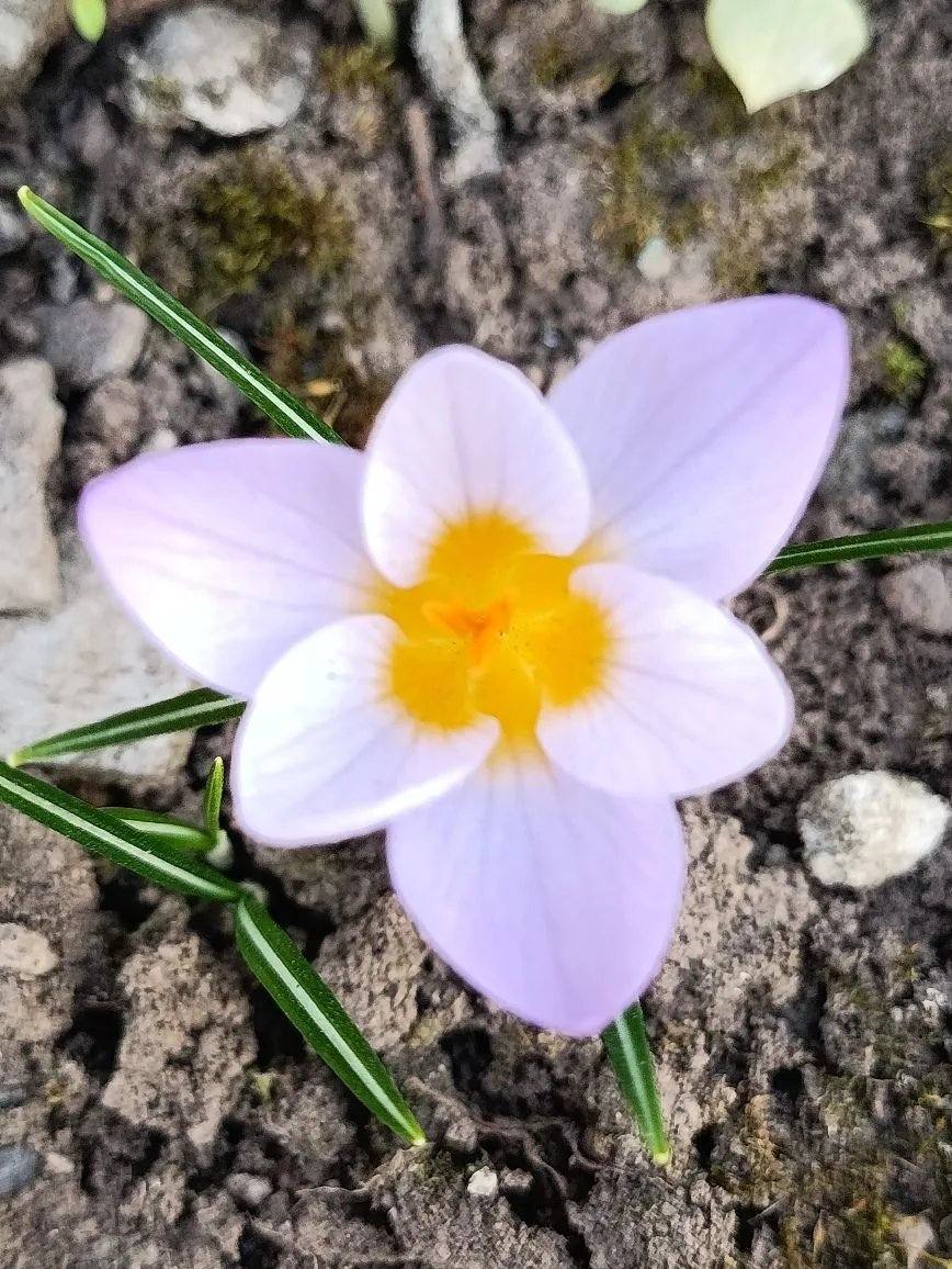 Утренние цветы прямиком из Сальска от наших подписчиков, да сразу вам в ленту! Утренние цветы прямиком из Сальска от наших подписчиков, да сразу вам в ленту!