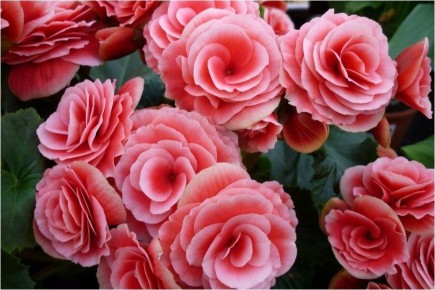 Размножение клубневой бегонии: пошаговая инструкция и советы