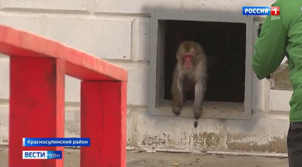 В Южный парк птиц «Малинки» открыли новую территорию для животных: после карантина туда выпустили 24 японские макаки, прибывшие из итальянского зоопарка