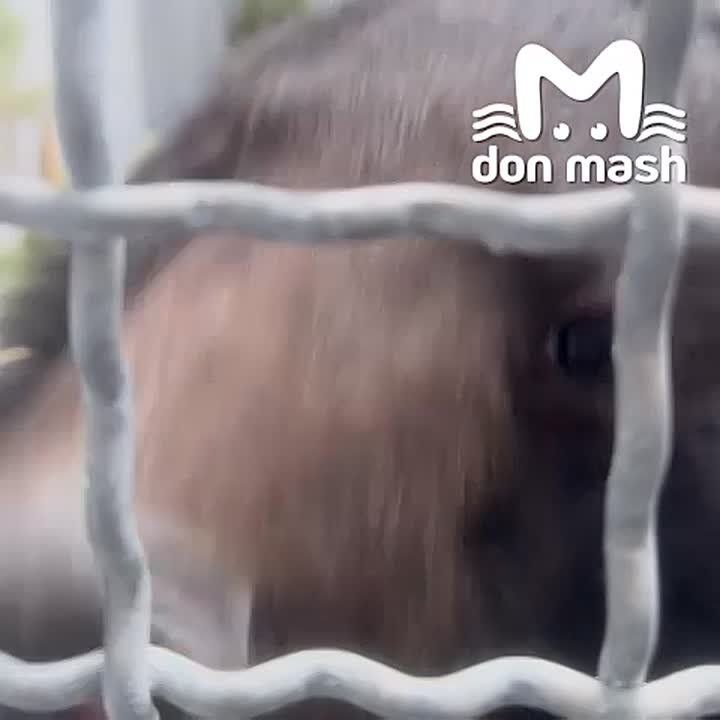 ����� ������ �������� ������� �� ����������� ��������� �� "�������", ��������� � ������ ���������� ���