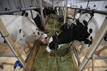 В Ростовской области ввели ограничения на перемещение и вывоз молока, продукции животного происхождения, а также поголовья животных