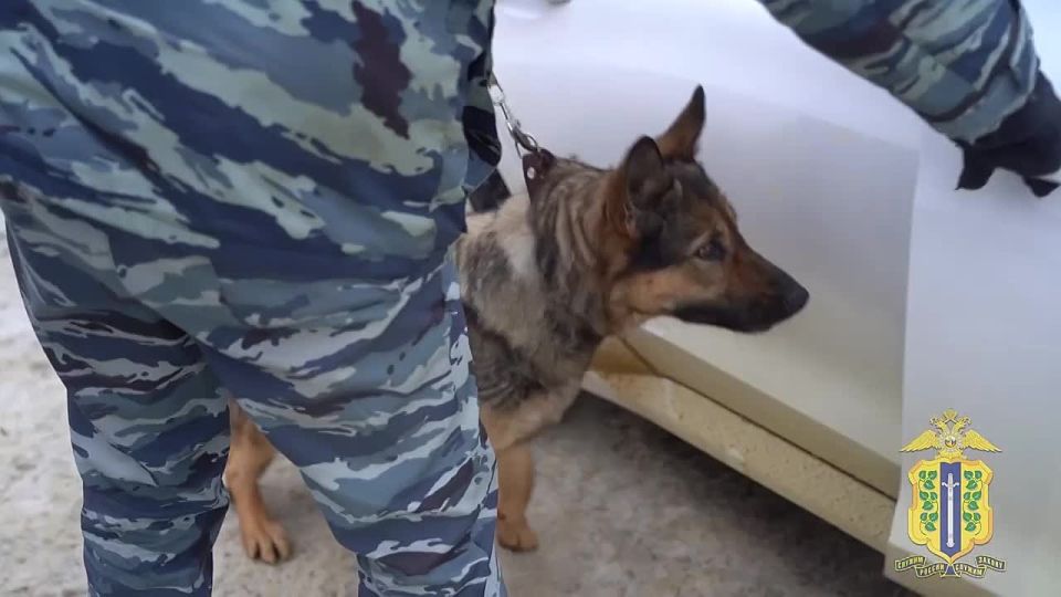 Служебная собака помогла полицейским найти тайники с «солью» в авто пойманного под Липецком наркокурьера