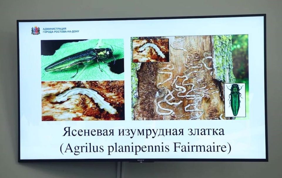 Депутаты против вредителей: в Ростове решается судьба 430 гектаров ясеней