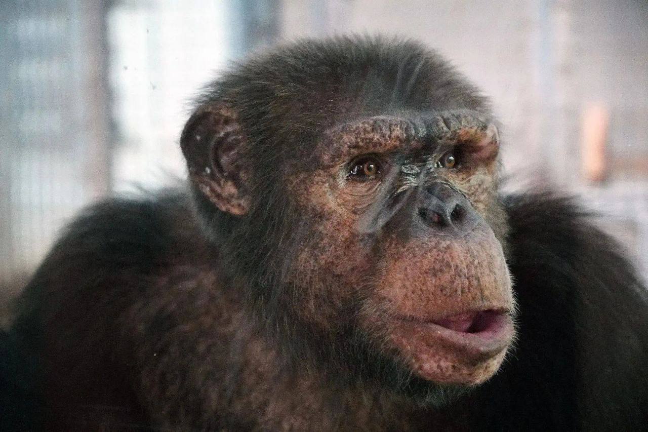 В Ростовском зоопарке отметили день рождения шимпанзе-художника Хауса В Ростовском зоопарке отметили день рождения шимпанзе-художника Хауса