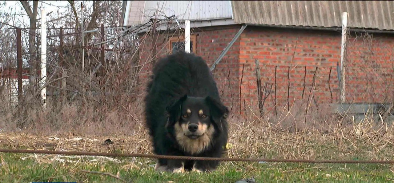 В Волгодонске жители СНТ «Машиностроитель» жалуются на стаю бездомных собак, которая, по их словам, регулярно нападает на людей