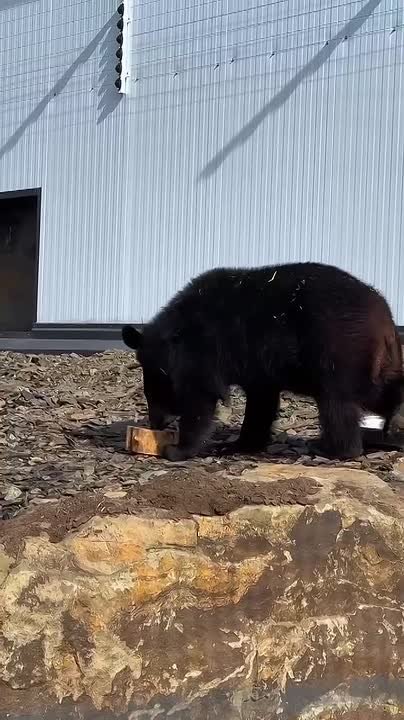 1 Спасенная медведица Маша обрела дом в Ростовской области вместе с японскими макаками