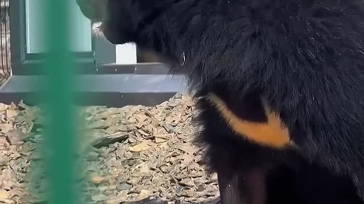 Маша переехала к обезьянам