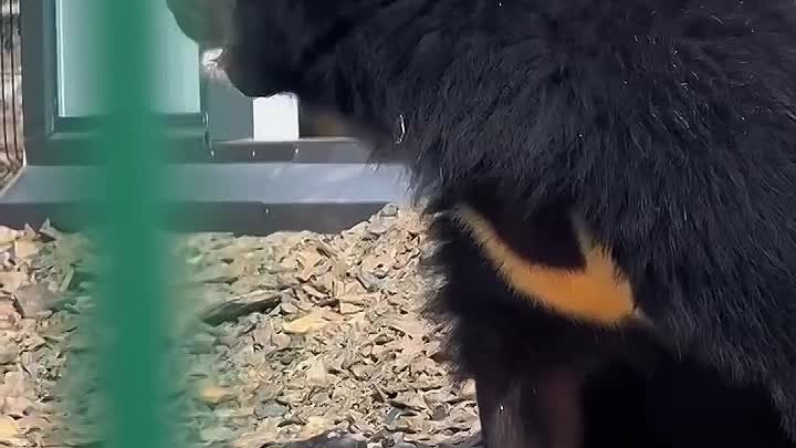 Маша переехала к обезьянам