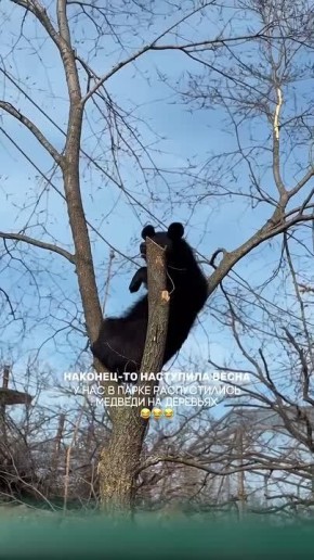 Доброе утро! Глядя на то, как ловко медведица Маша карабкается по дереву, просто невозможно не улыбнуться
