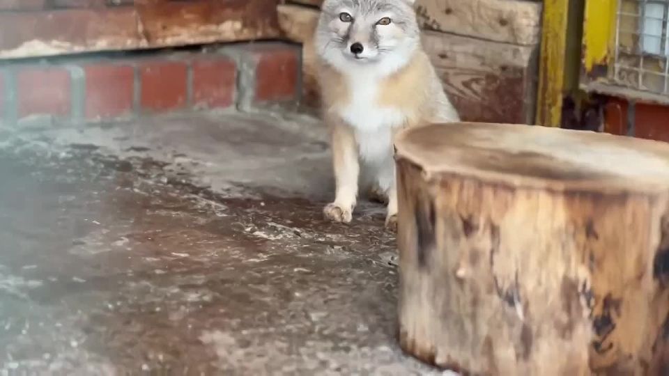 ����� ���������� � ���������� ������� ������ �������� � �����-������ �����������-��-���� ��������