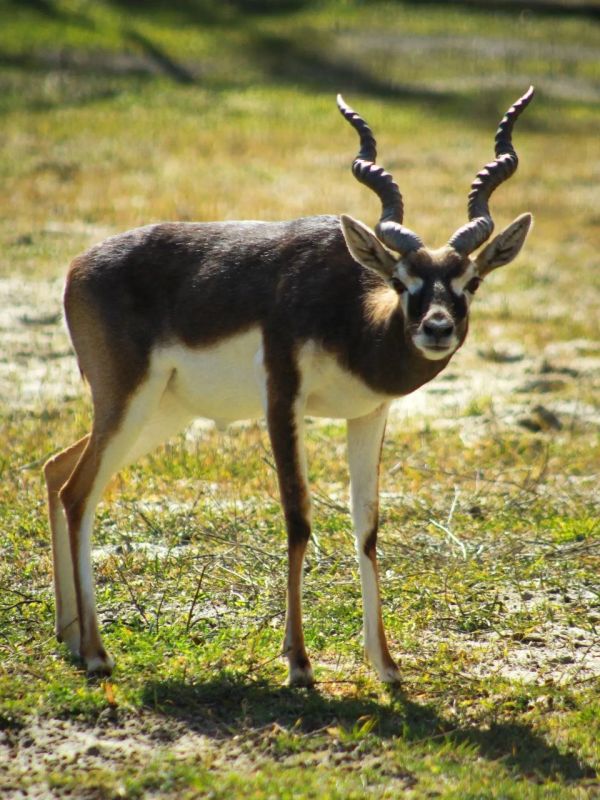 � ���������� ��������� �������� ����� ����� � ������� �������