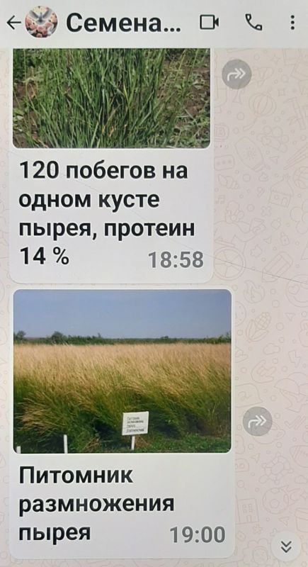 В Тацинском районе фермер при заказе семян стал жертвой мошенников