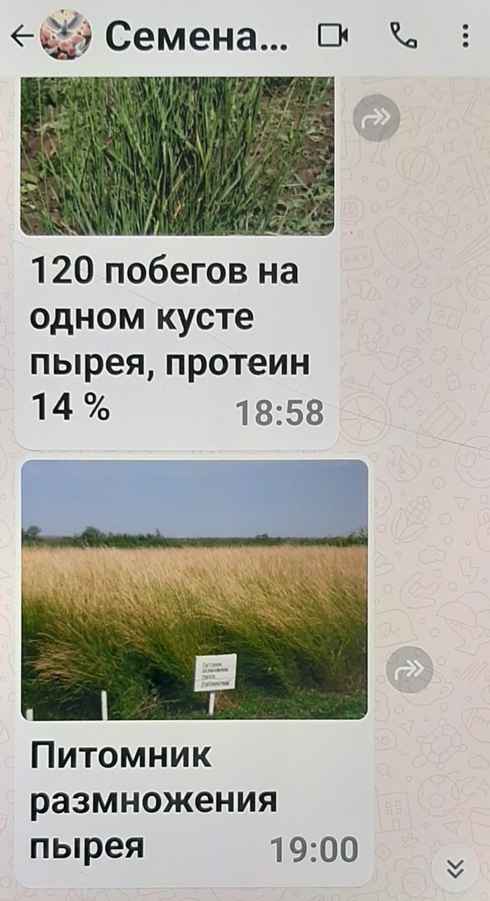 В Тацинском районе фермер при заказе семян стал жертвой мошенников