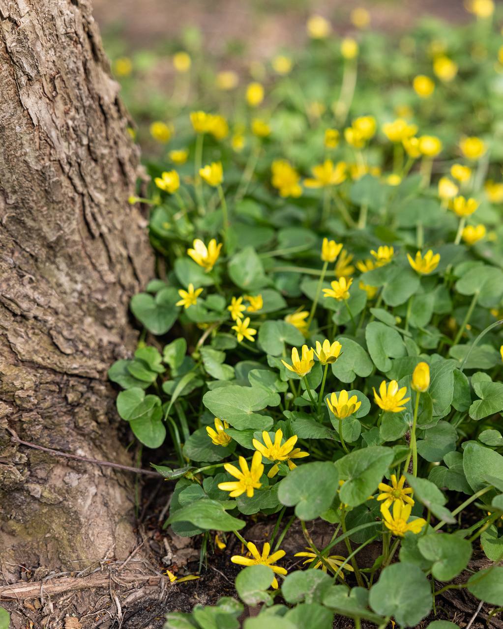Доброе утро, друзья! Только посмотрите, как пробудилась природа в парке «Лога» Доброе утро, друзья! Только посмотрите, как пробудилась природа в парке «Лога»