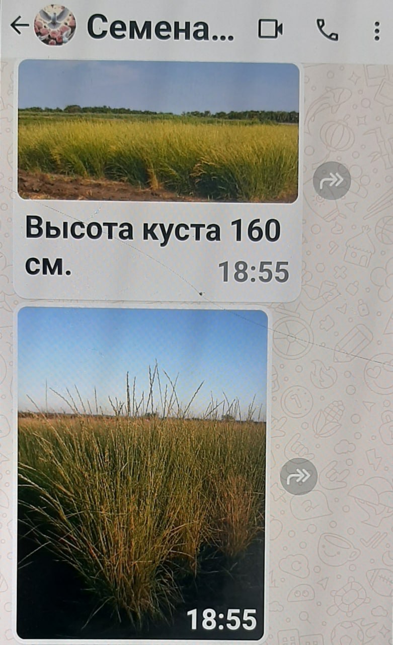В Тацинском районе фермер при заказе семян стал жертвой мошенников В Тацинском районе фермер при заказе семян стал жертвой мошенников