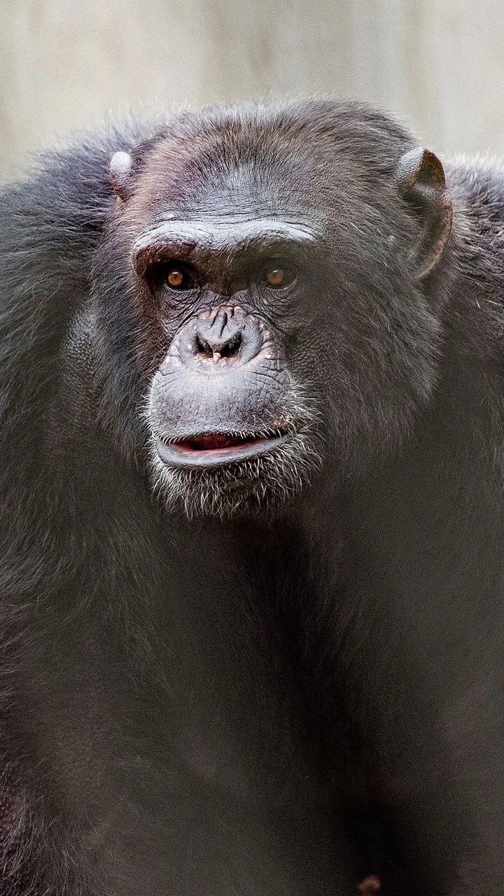 Шимпанзе-художник Майкл отметил 21-й день рождения Шимпанзе-художник Майкл отметил 21-й день рождения