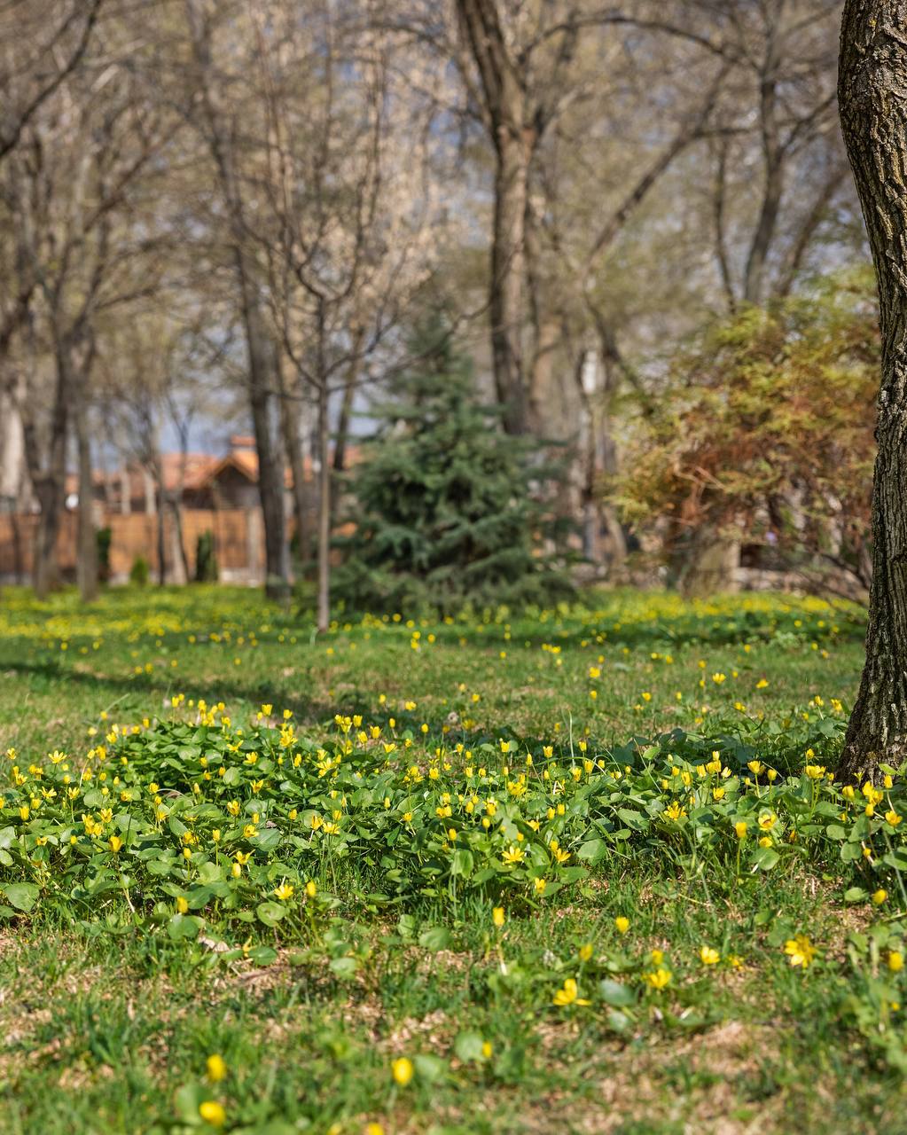 Доброе утро, друзья! Только посмотрите, как пробудилась природа в парке «Лога»