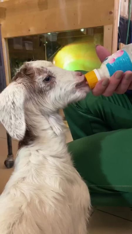 ��� ��� �������-��������� �������������!