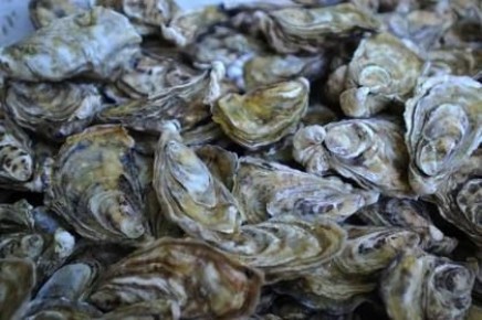 Новый деликатесный моллюск заполнил Азовское море