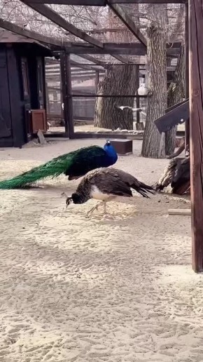 На чем можно «залипнуть» и выбросить весь накопленный за день негатив? Конечно, это животные и природа