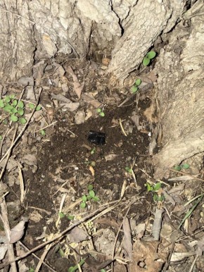 �������������� ������������ �������� ���� ���������� �� ���������� ������