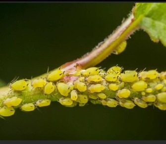 ��� ���������� �� ��� �� �������: ������� ������ � �������� ���������