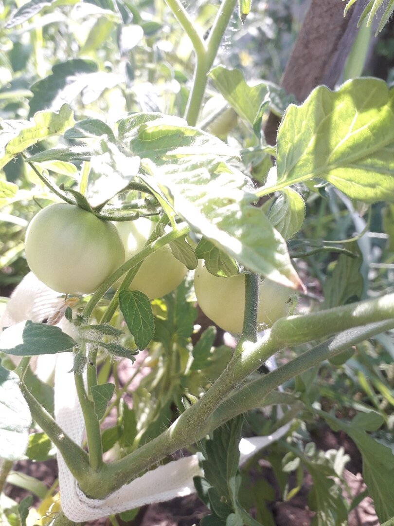 Чайный гриб: секрет здоровья томатов и защита от болезней