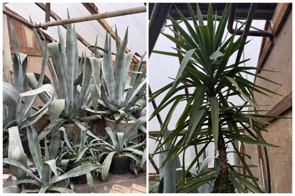 Традиция цветочной «письменности» на главной клумбе парка имени Максима Горького зародилась ещё в 1940-х годах Традиция цветочной «письменности» на главной клумбе парка имени Максима Горького зародилась ещё в 1940-х годах