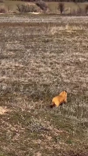 Байбаки проснулись в Ростовской области