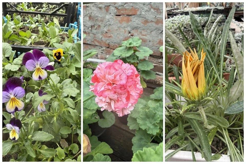 Традиция цветочной «письменности» на главной клумбе парка имени Максима Горького зародилась ещё в 1940-х годах Традиция цветочной «письменности» на главной клумбе парка имени Максима Горького зародилась ещё в 1940-х годах