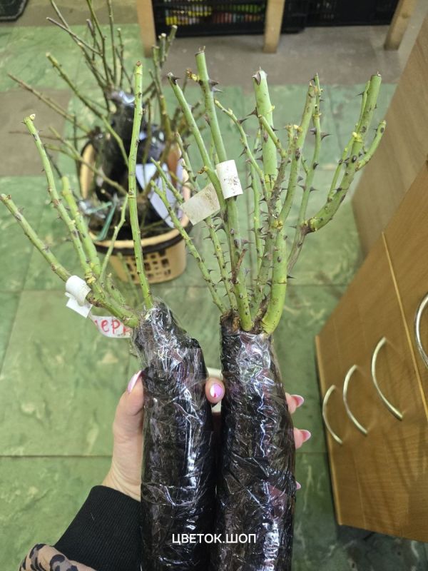 ��� ��������� ���� �� �������: ������� ������ ��� ����������