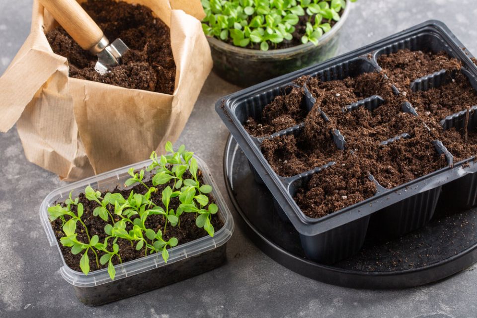 Как выбрать идеальный грунт для рассады: 10 основных вопросов и ответов