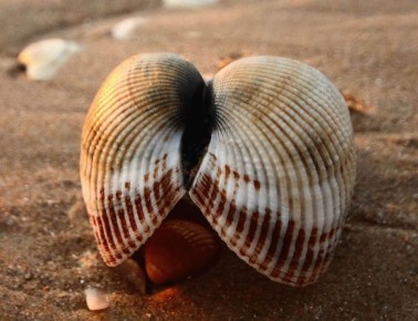 � ������� ����� �������� ����� ������� ��� - ������� ��������