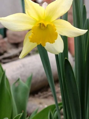 Апрельские цветы из Сальска в вашей ленте