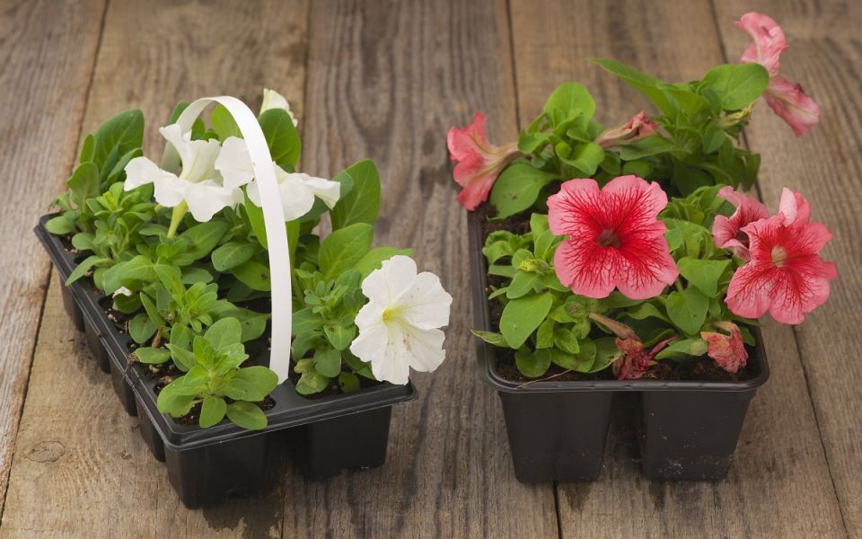 Секреты успешной выращивания рассады петунии: шаг за шагом к великолепным цветам