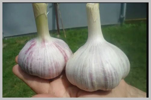 Почему чеснок за 10 дней до сбора урожая нуждается в 'парикмахерской заботе'?