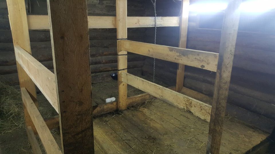 Оптимизация коровника: три шага к легкой уборке