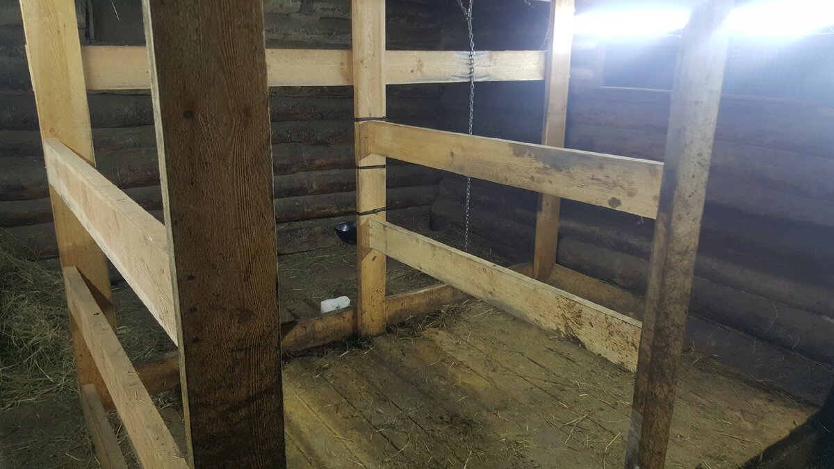 Оптимизация коровника: три шага к легкой уборке