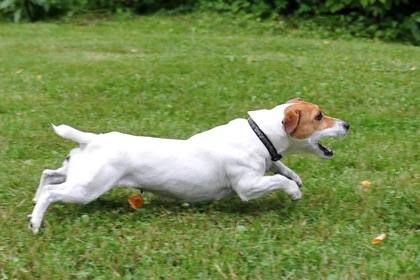 «Защищала свою маленькую собачку»: джек-рассел укусил беременную женщину за руку — она упала и сломала ногу