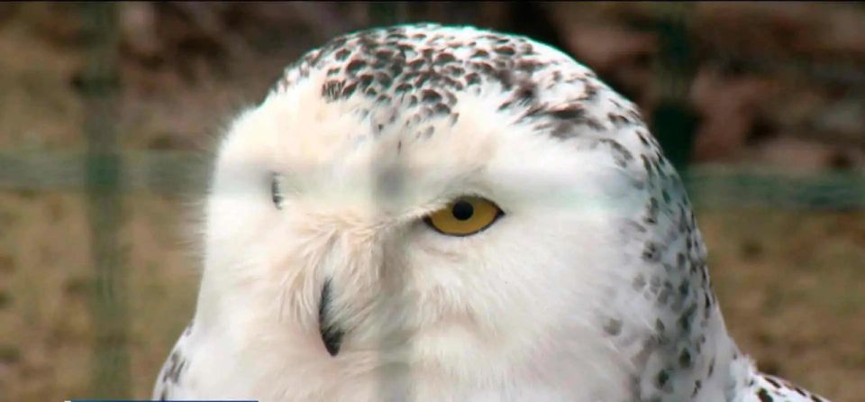 В Южном парке птиц «Малинки» выхаживают десятки птиц с травмами