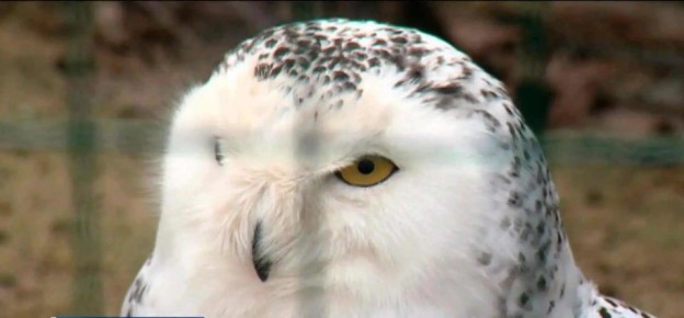 � ����� ����� ���� �������� ���������� ������� ���� � ��������